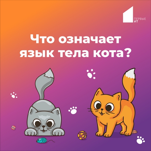 Что означает язык тела кота? Что означает язык тела кота?