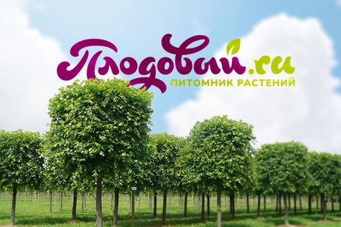 Кейс Аспро: цифровая трансформация бизнеса — когда корпоративного сайта становится мало Кейс Аспро: цифровая трансформация бизнеса — когда корпоративного сайта становится мало