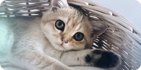 Как построить бизнес на товарах для кошек и сколько на этом можно заработать
Как построить бизнес на товарах для кошек и сколько на этом можно заработать