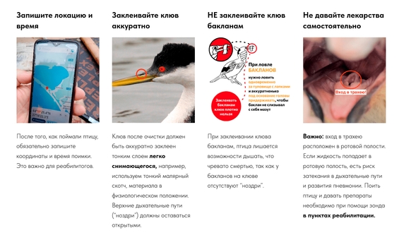 Памятка о том, как помогать птицам. Например, бакланам нужно перевязать клюв, чтобы они не съедали мазут с перьев, но важно делать это не слишком плотно, чтобы птицы могли дышать. Памятка о том, как помогать птицам. Например, бакланам нужно перевязать клюв, чтобы они не съедали мазут с перьев, но важно делать это не слишком плотно, чтобы птицы могли дышать.